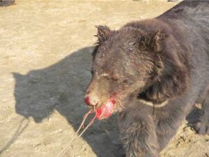 Bear baiting