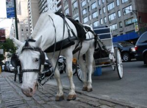 Horse carriage rides