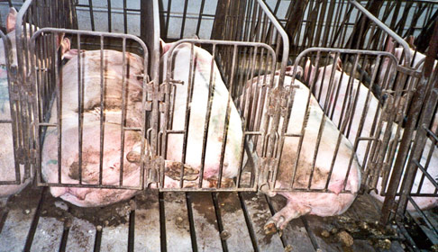 Pig gestation crate