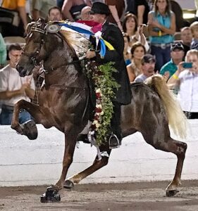 Tennessee Walking Horse