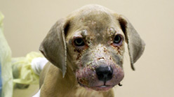 Dog abuse - the face of abuse