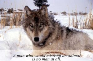The Wolf