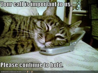 CAT ON PHONE
