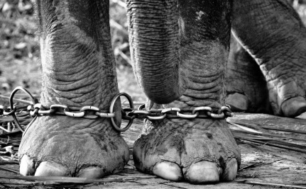 CIRCUS