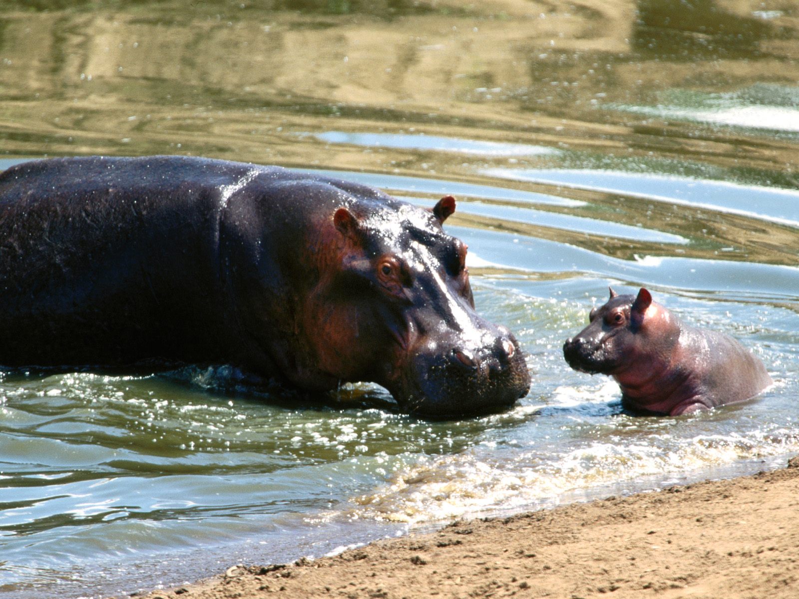 HIPPO AND BABY