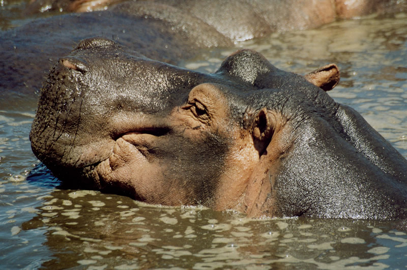 HIPPO - HEAD IN WATER