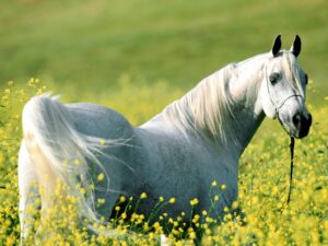HORSE -  ARABIAN