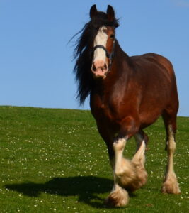 HORSE - CLYDESDALE