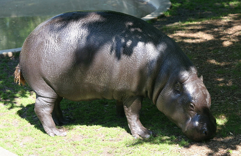 PYGMY HIPPO