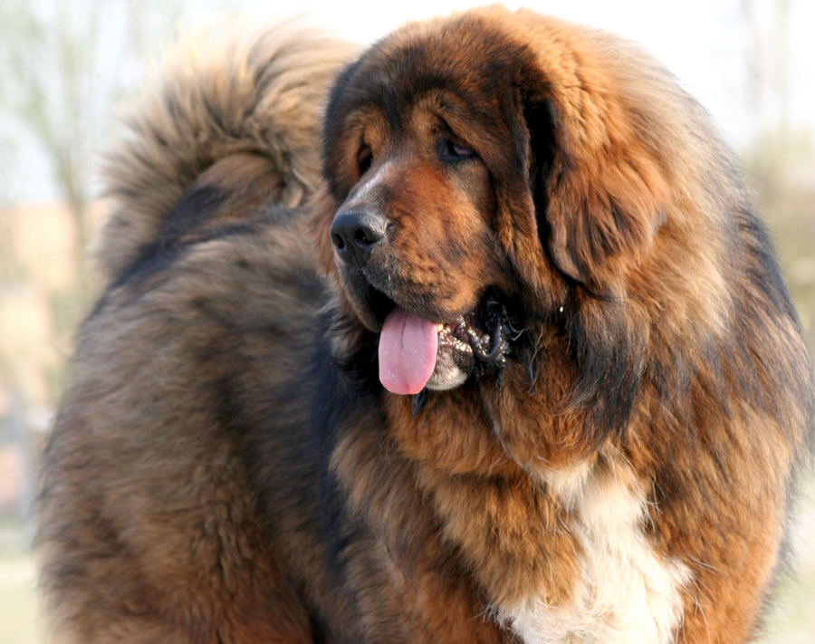TIBETAN MASTIFF - BROWN