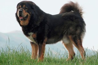 TIBETAN MASTIFF - DARK