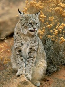 BIG CATS - Bobcat