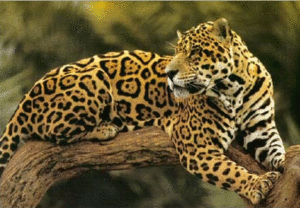 BIG CAT - JAGUAR