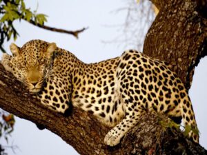 BIG CAT - LEOPARD