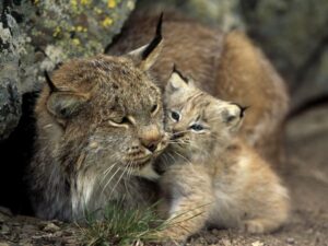 BIG CAT - LYNX