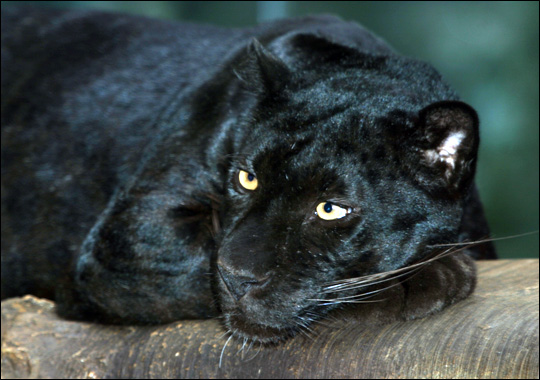 BIG CAT - PANTHER