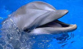 Dolphins really do smile