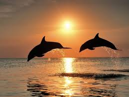 Dolphins - what joy