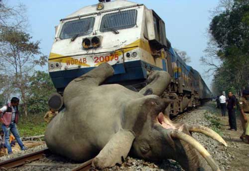 ELEPHANT TRAGEDY ON THE TRACKS IN INDIA