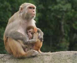 ML - BABOONS