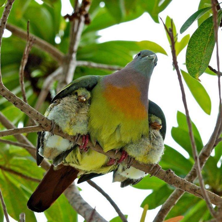 ML - BIRDS 2