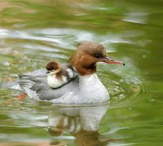 ML - BIRDS