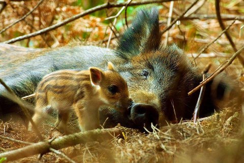 ML - BOAR