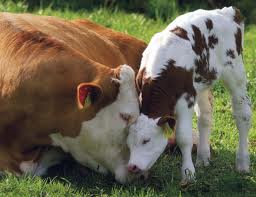 ML - COWS