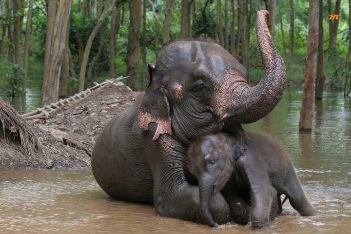 ML - ELEPHANTS 2