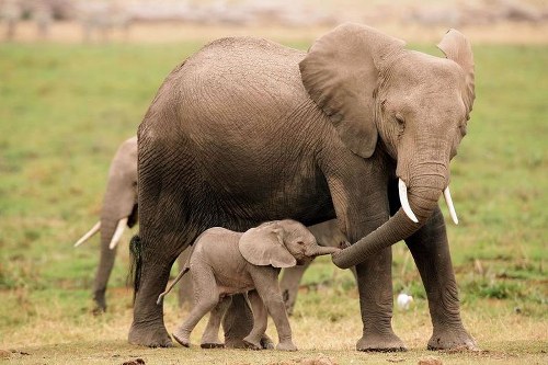 ML - ELEPHANTS