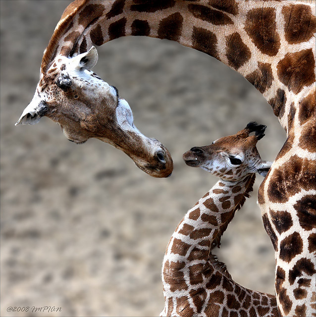 ML - GIRAFFES