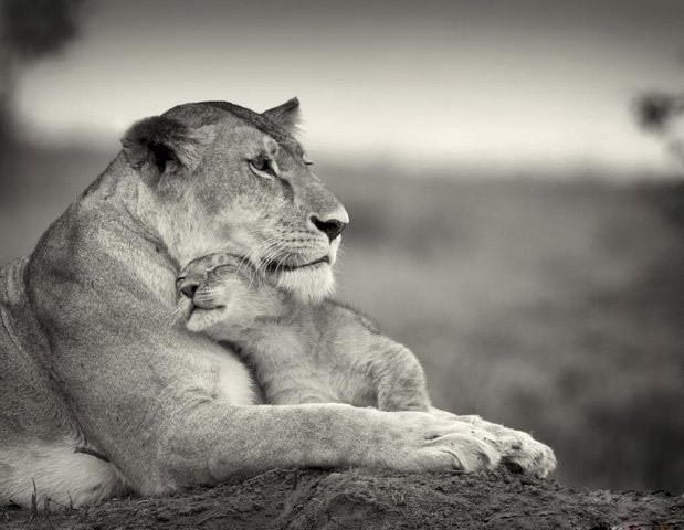 ML - LIONS