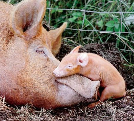 ML - PIGS