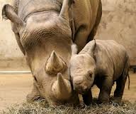 ML - RHINOS