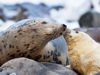 ML - SEAL