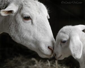 ML - SHEEP 2