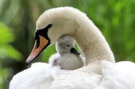 ML - SWANS