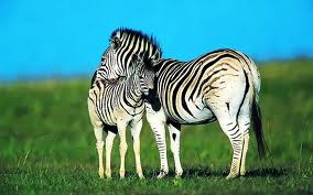 ML - ZEBRA