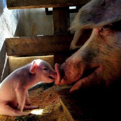 PIG-PIGLET