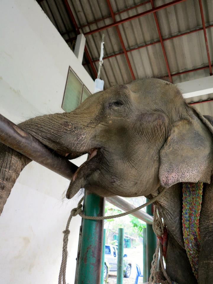 SOMSRI'S LAST PHOTO