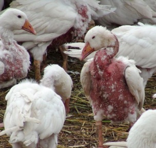BIRDS PLUCKED FOR THEIR FEATHERS