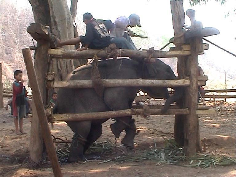 BREAKING A BABY ELEPHANT