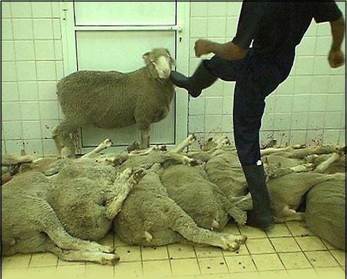 SHEEP KILLING