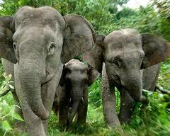 VIETNAMESE FOREST ELEPHANTS