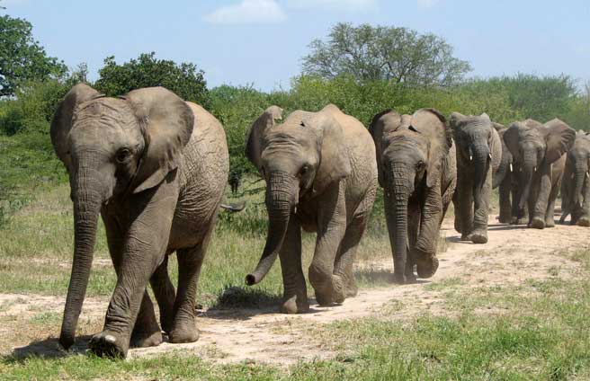 ELEPHANTS WALKING