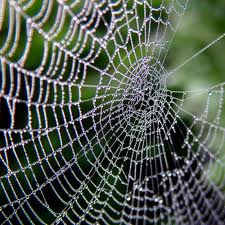 SPIDER WEB