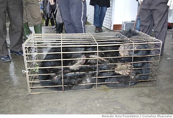 bear crush cage