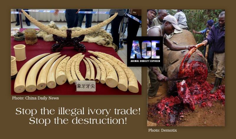 ivory trade