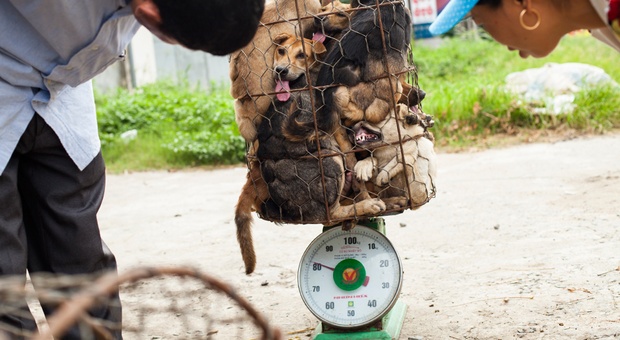 DOG MEAT TRADE