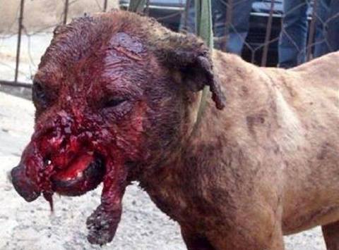 dog fighting
